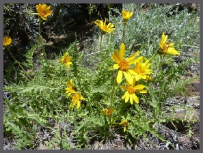 Wild Flowers